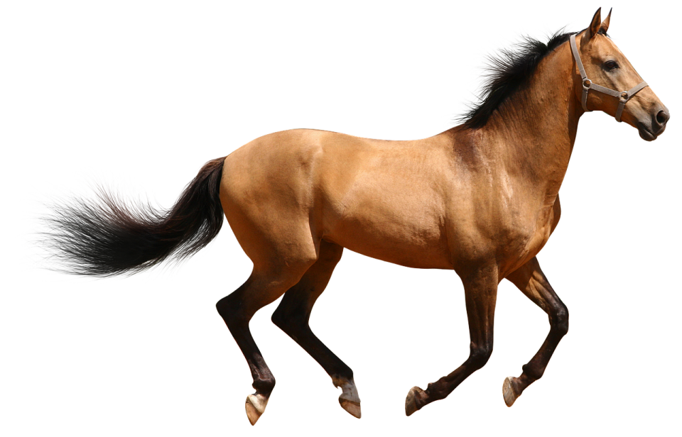 a brown horse running on a white background