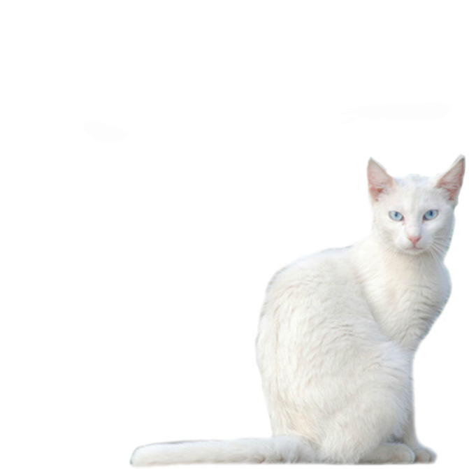 a white cat sitting on top of a table