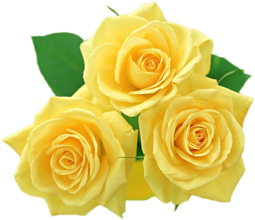 three yellow roses with green leaves