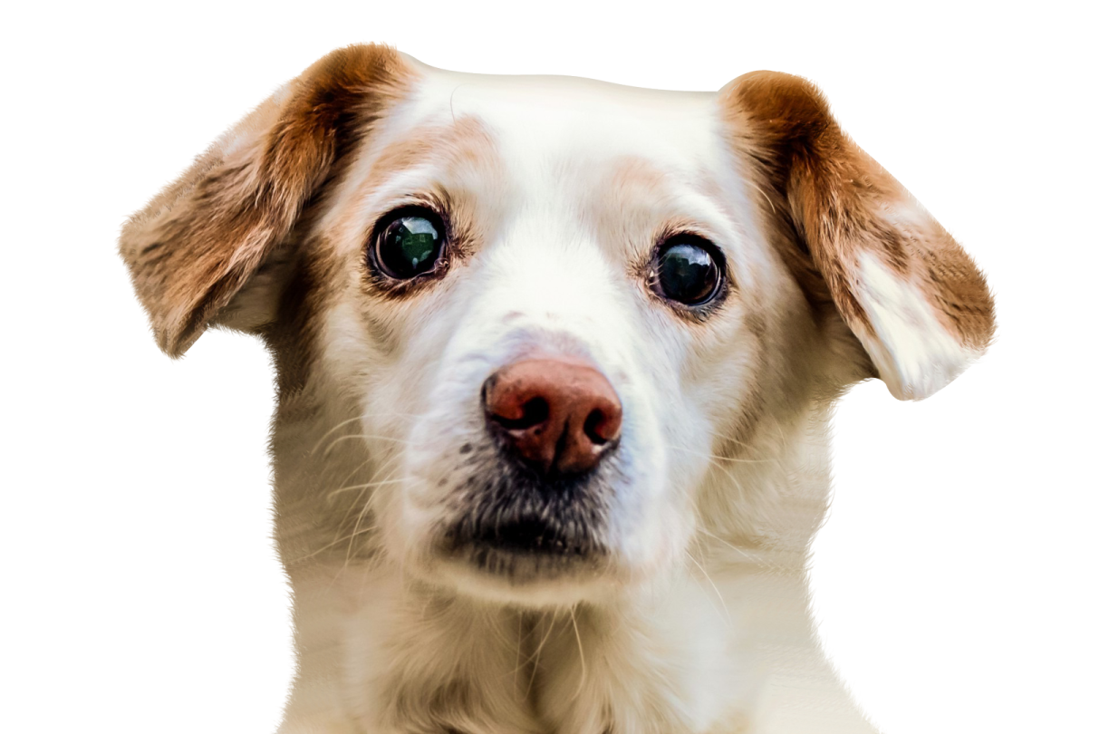a close up of a dog's face