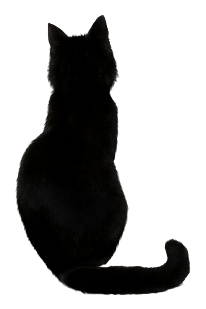 a black cat sitting and looking up