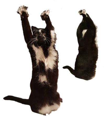 two cats playing with each other cats