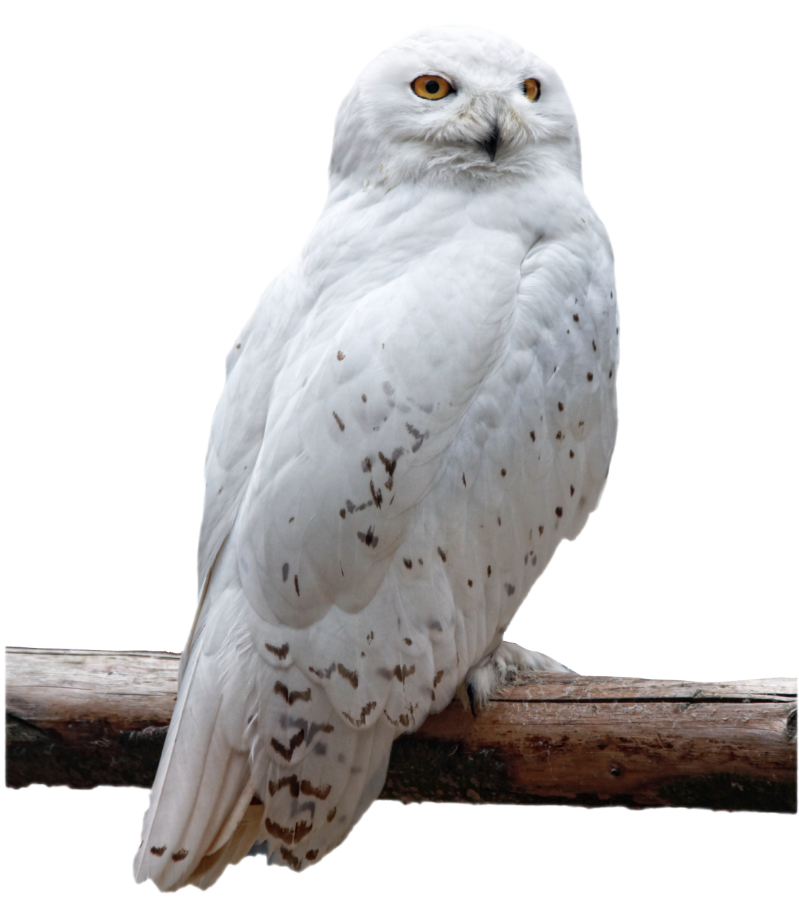 a white owl perched on a tree branch