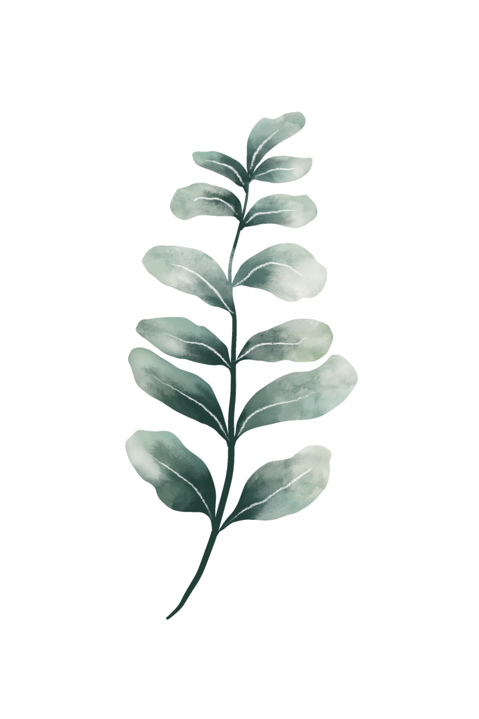a green leaf on a white background
