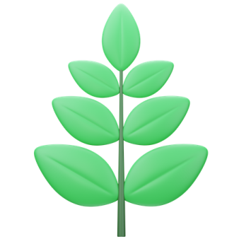 a green leaf on a white background