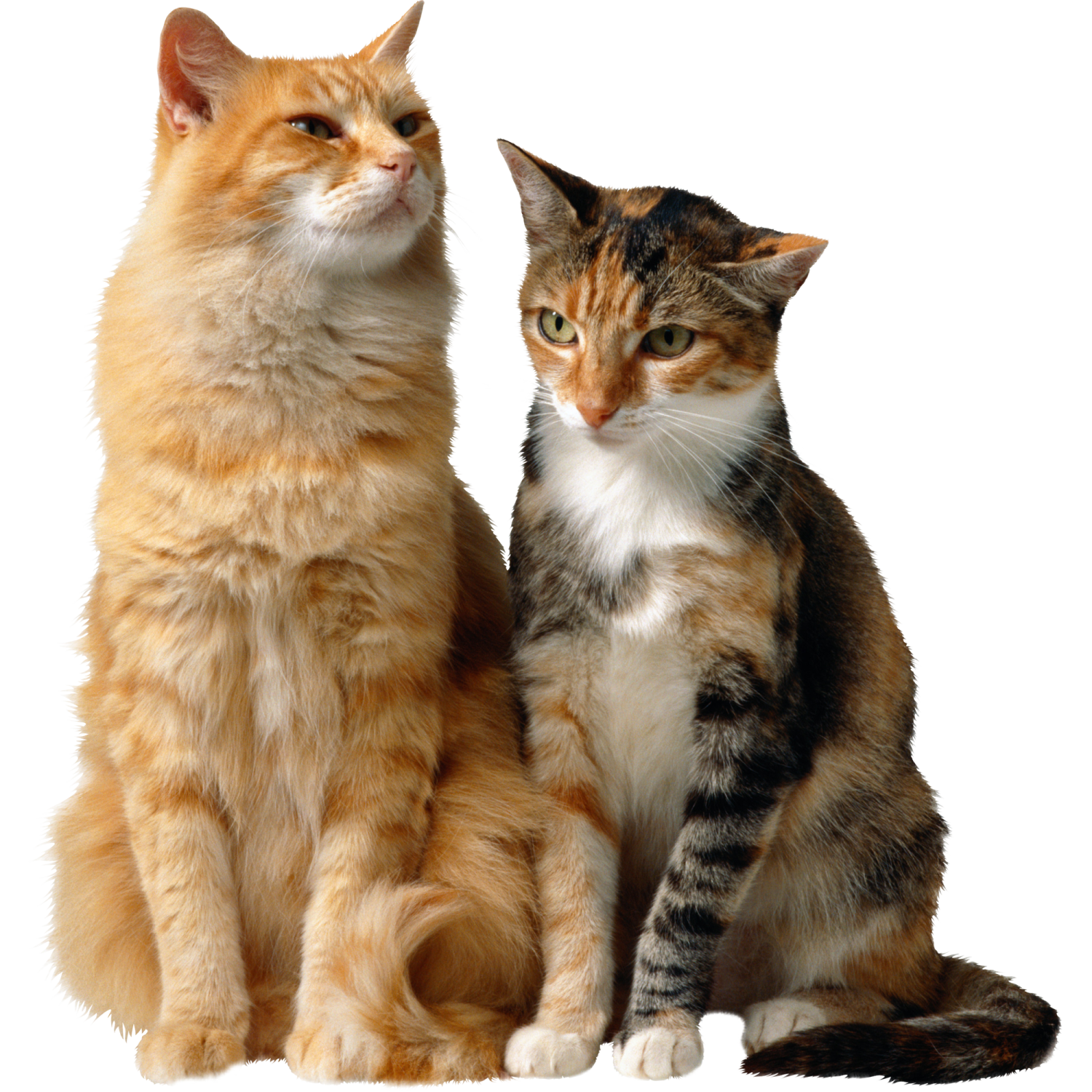 two cats sitting next to each other cats