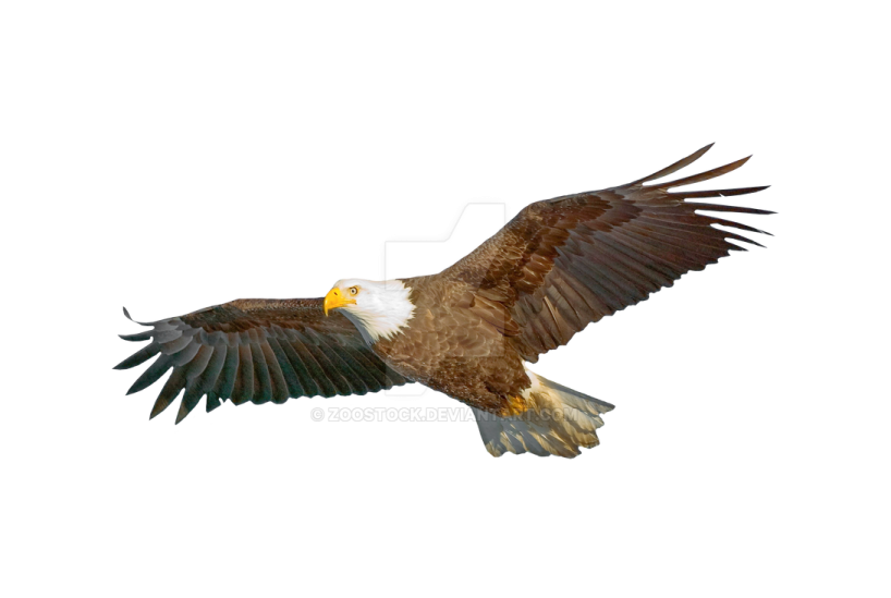 an eagle in flight against a white background