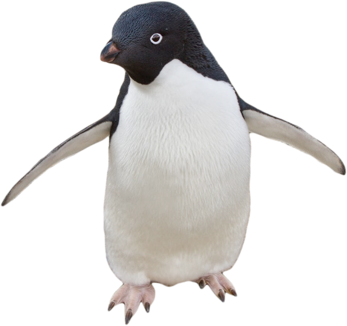 a penguin standing on its hinds