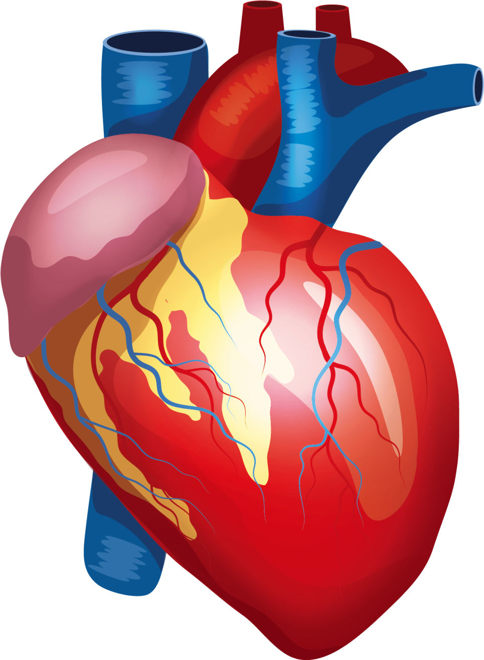 a human heart