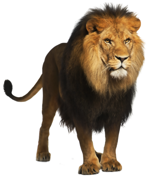 a lion standing in front of a white background