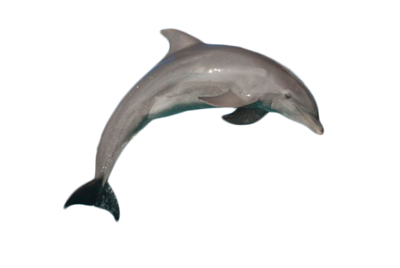 a dolphin jumping in the air on a white background