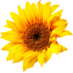 a yellow flower on a white background