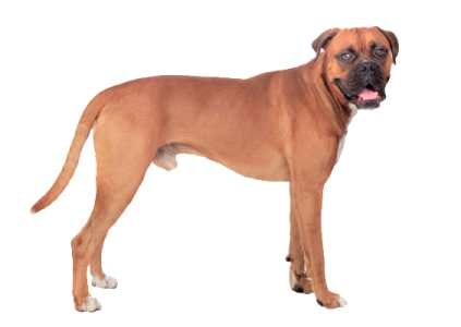 a brown dog standing on top of a white surface