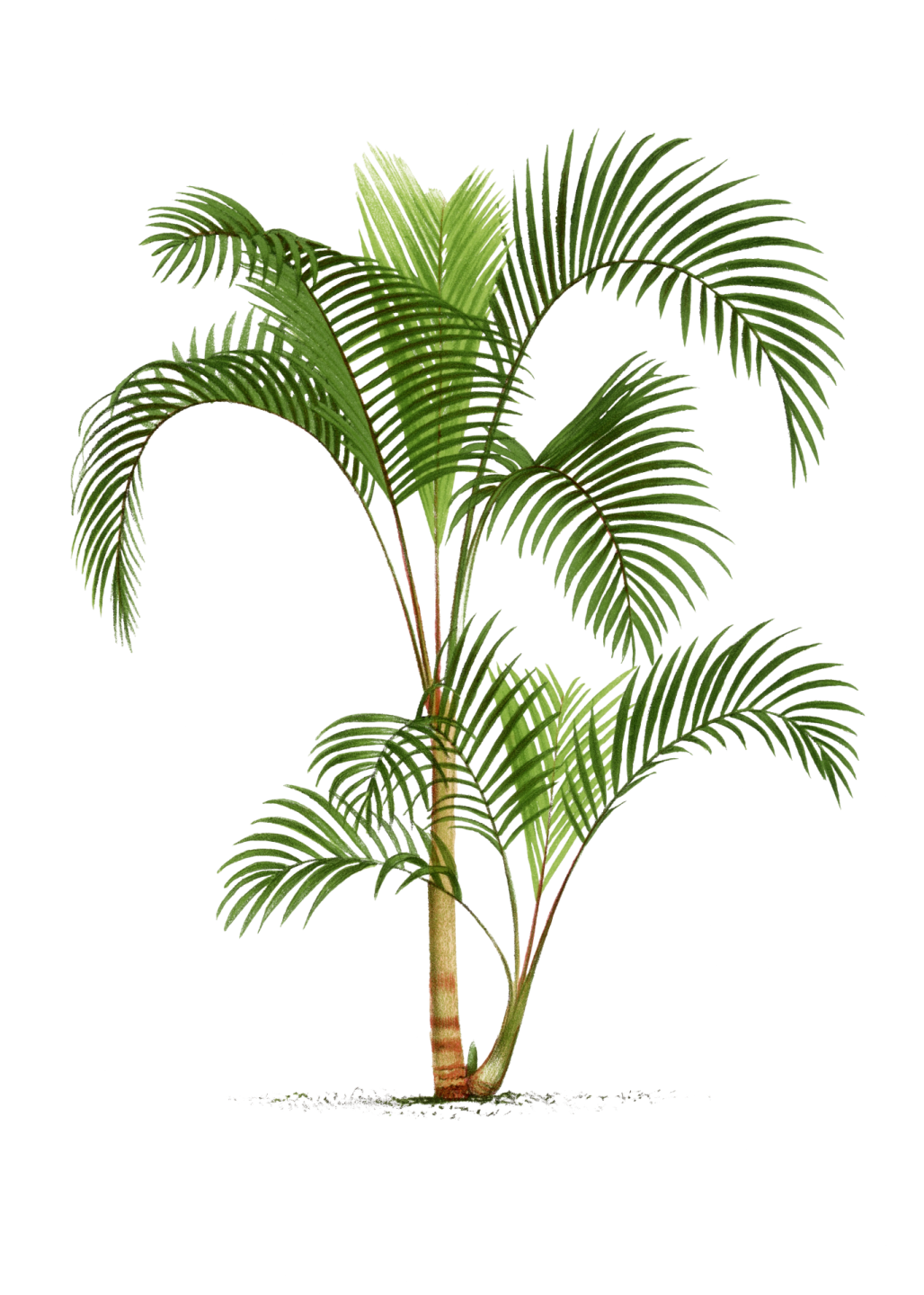 a palm tree on a white background