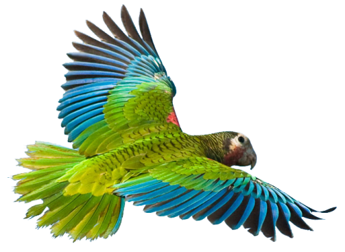 a parrot flying in the air with its wings spread