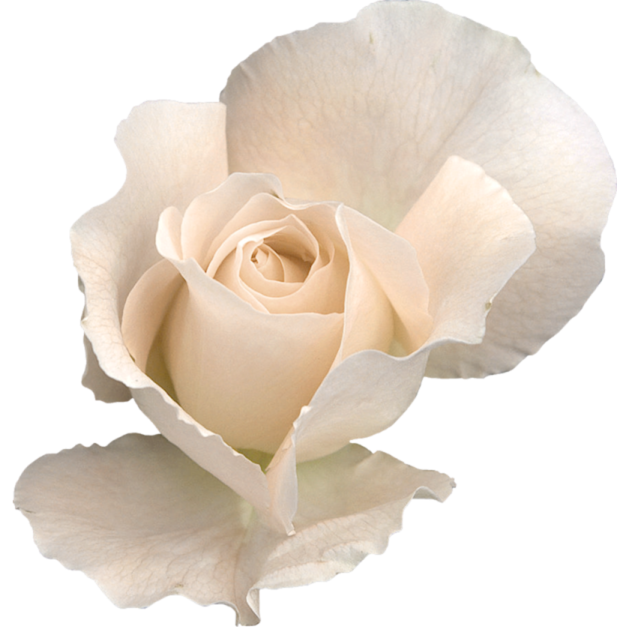 a single white rose on a white background