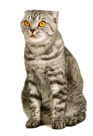 a gray cat with yellow eyes sitting down