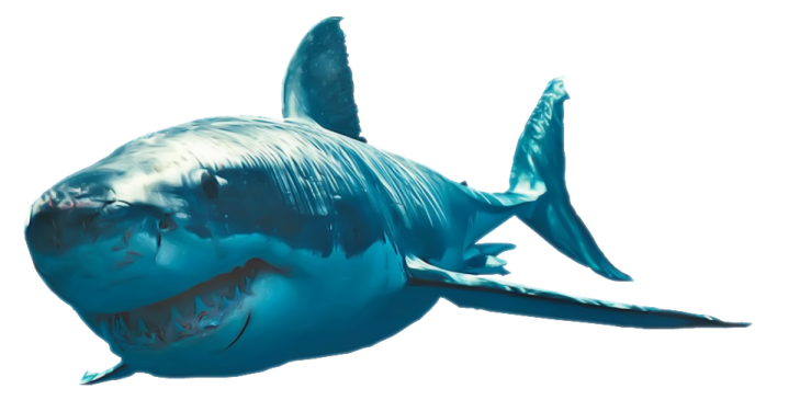 a great white shark with its mouth open