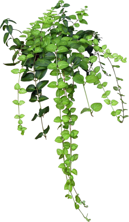 a green plant on a white background