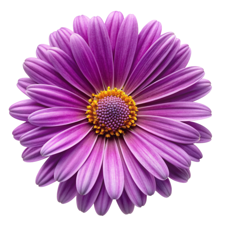 a purple flower on a white background