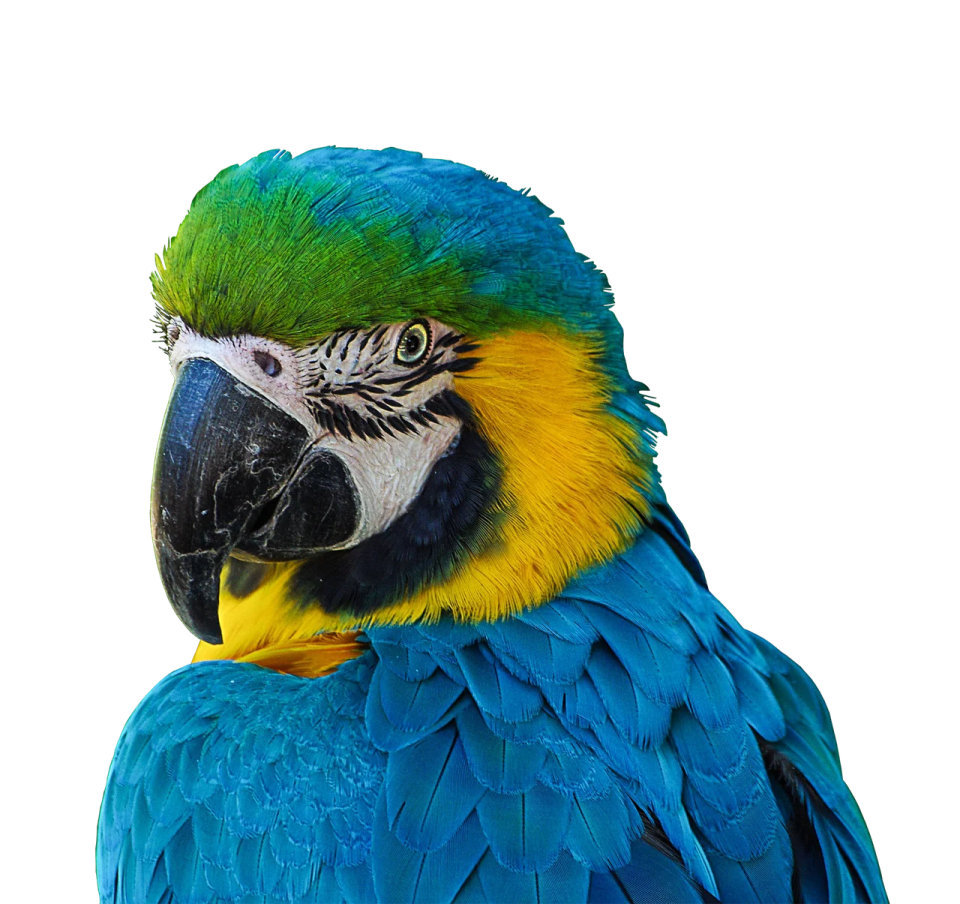 a blue and yellow parrot sitting on top of a tree
