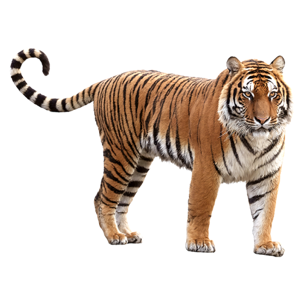 a tiger standing on a white background