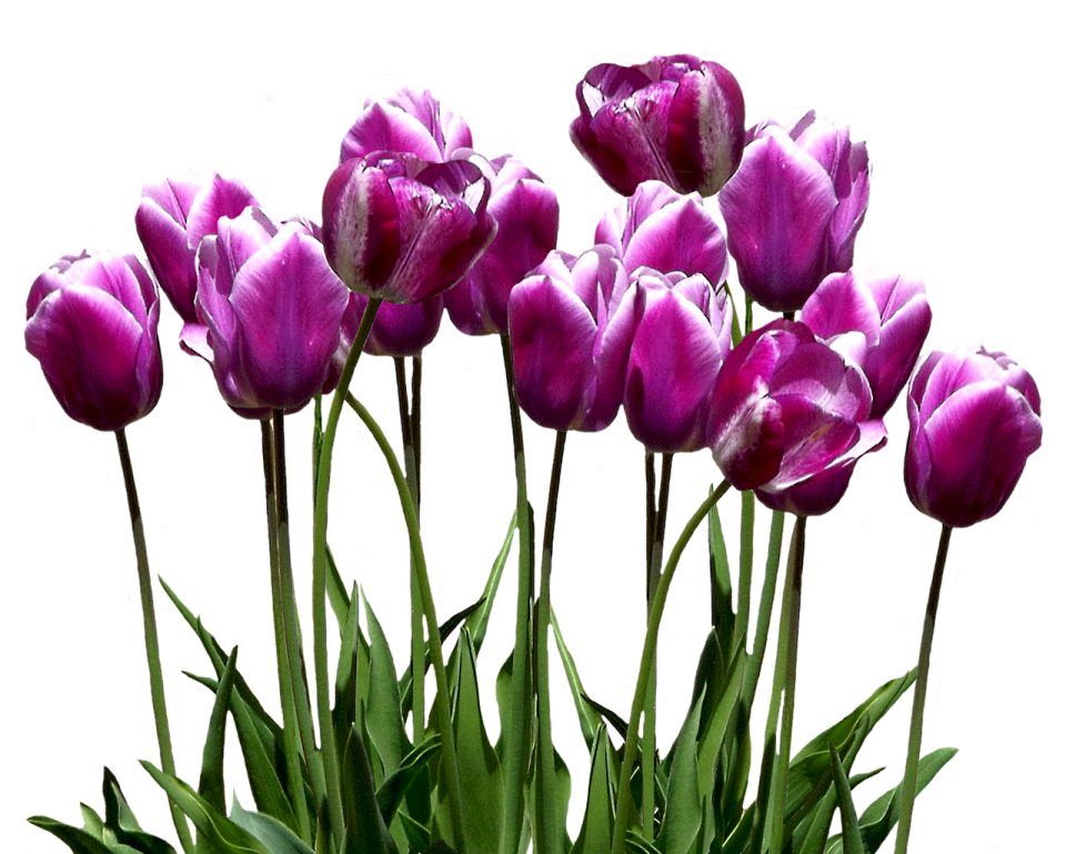 a bunch of purple tulipps