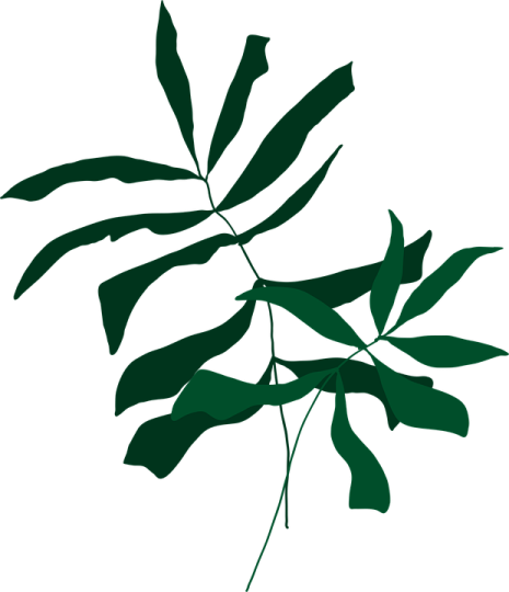a green leaf on a white background