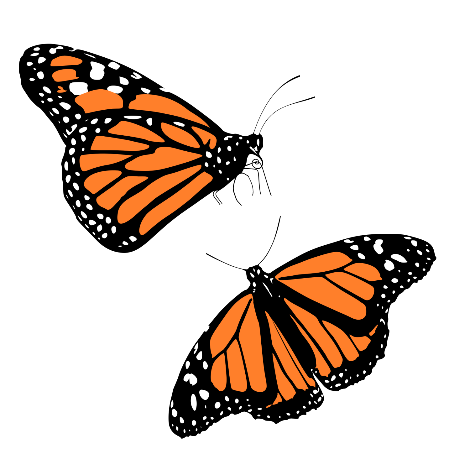 two monarch butterflies on a white background