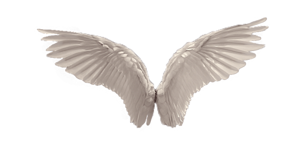 a pair of white wings on a white background