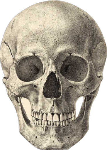 an image of a human skull