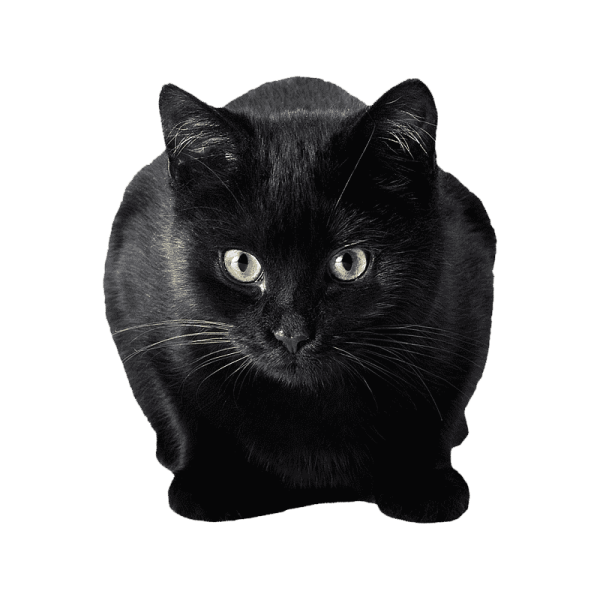 a black cat is looking at the camera