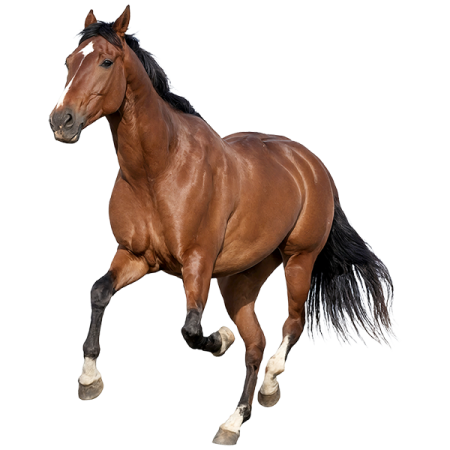 a brown horse running on a white background