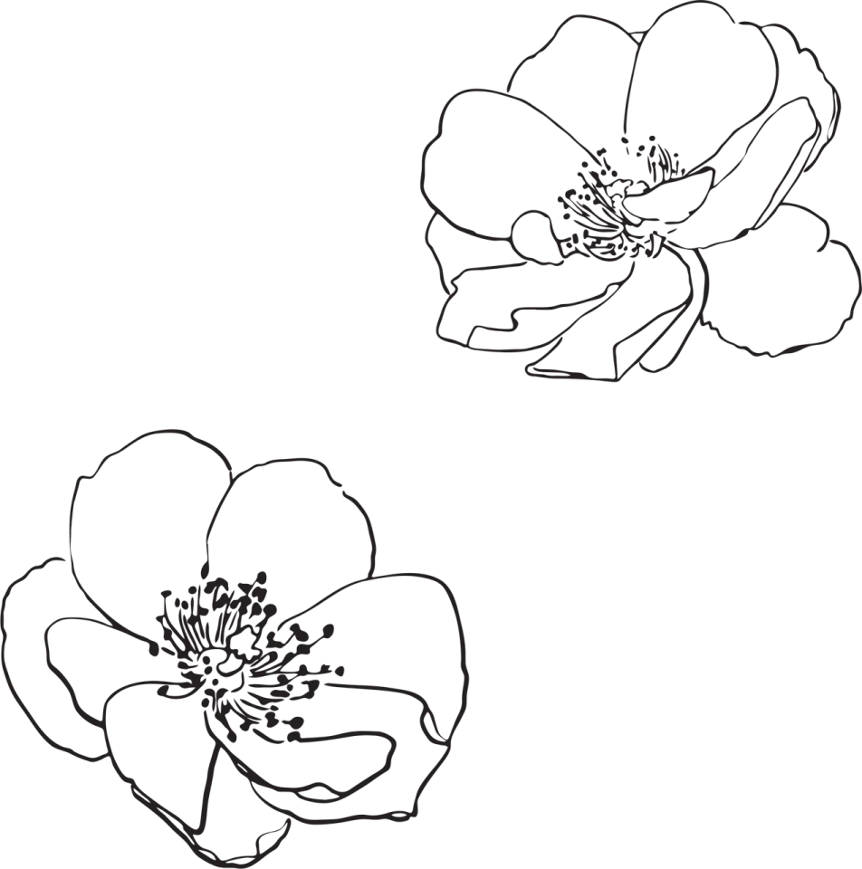 a black and white drawing of two flowers
