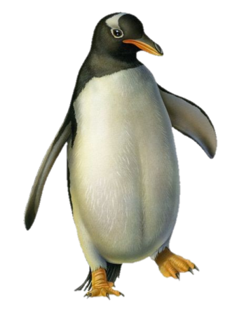 an image of a penguin on a white background