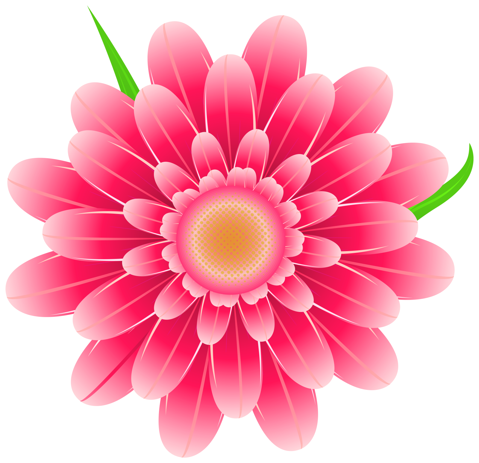 a pink flower on a white background