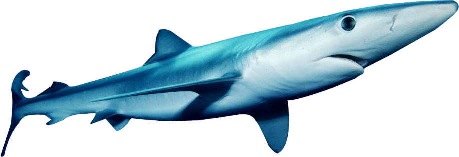 an image of a shark with its mouth open
