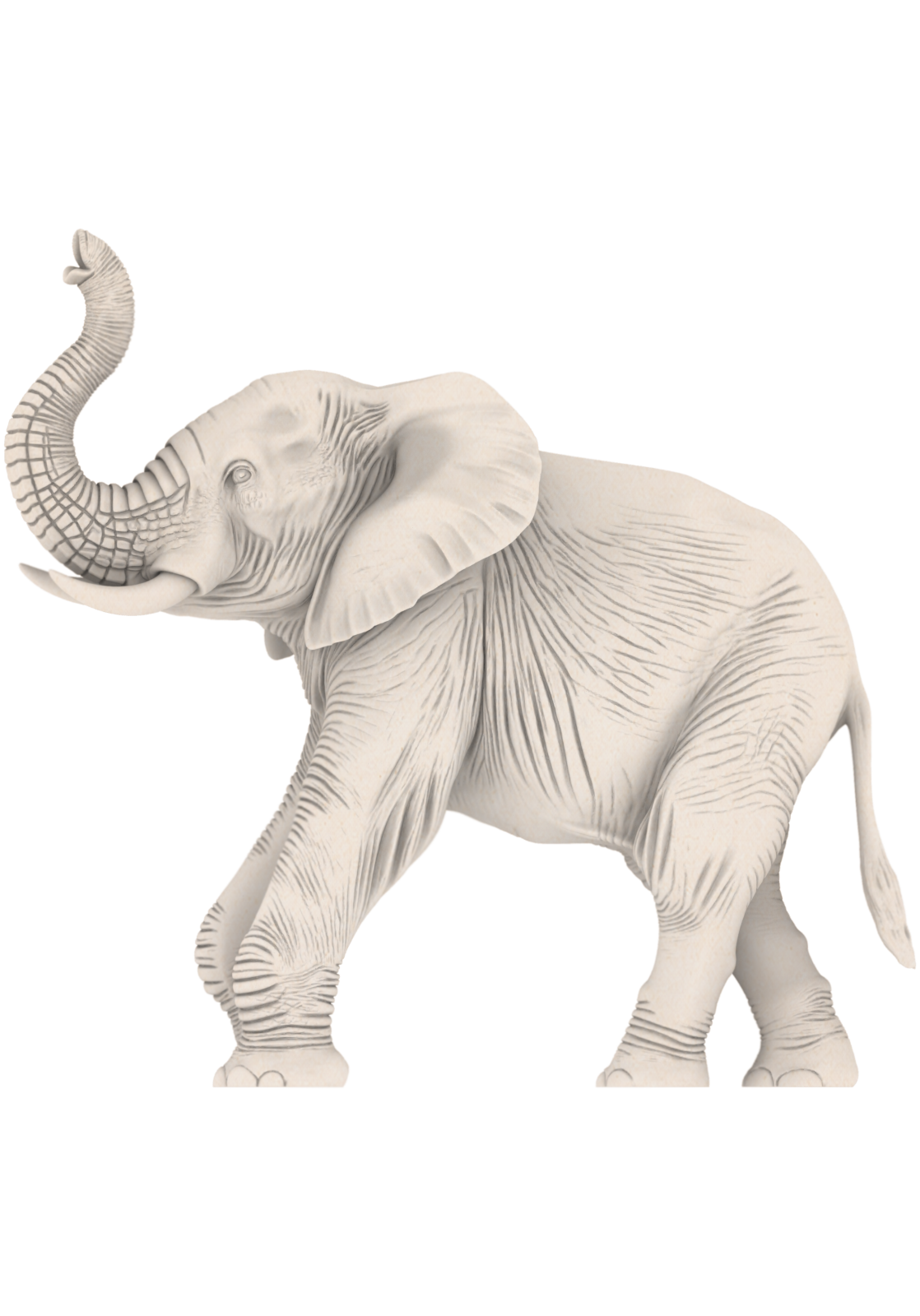 an elephant standing on a white background