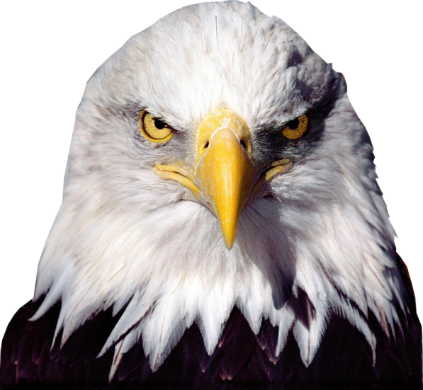 the head of a bald eagle