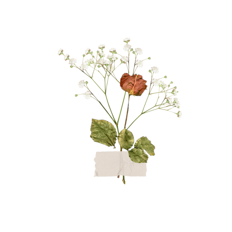 a flower in a vase on a white background