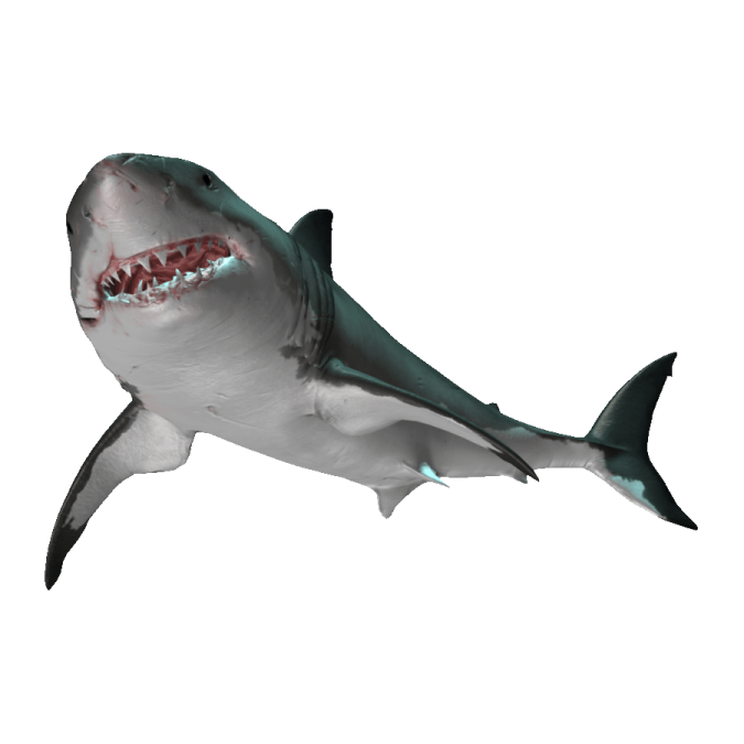 a great white shark with its mouth open