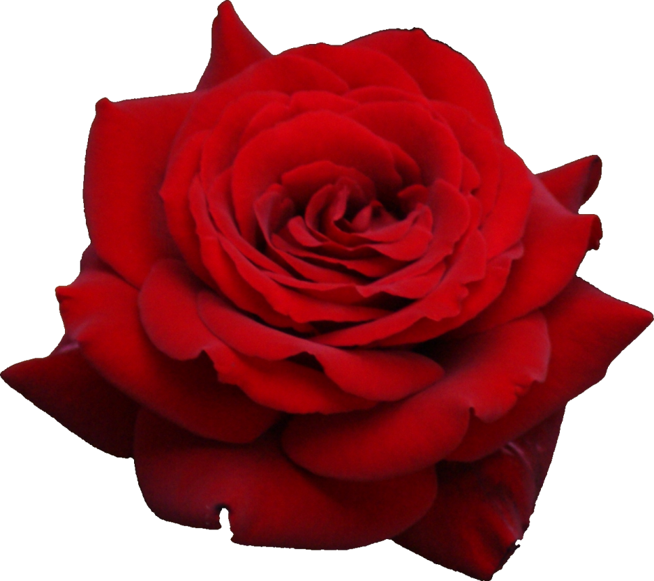 a red rose on a white background