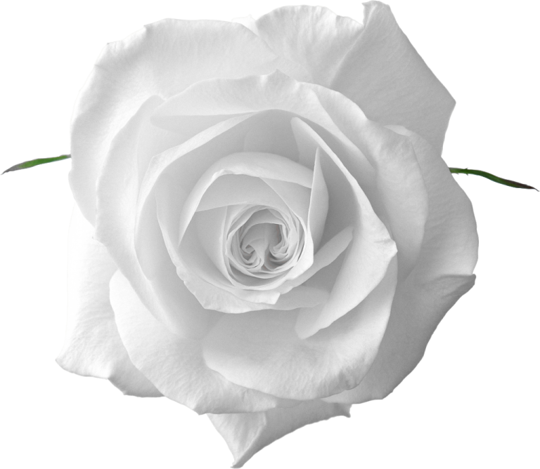 a white rose is shown in this image