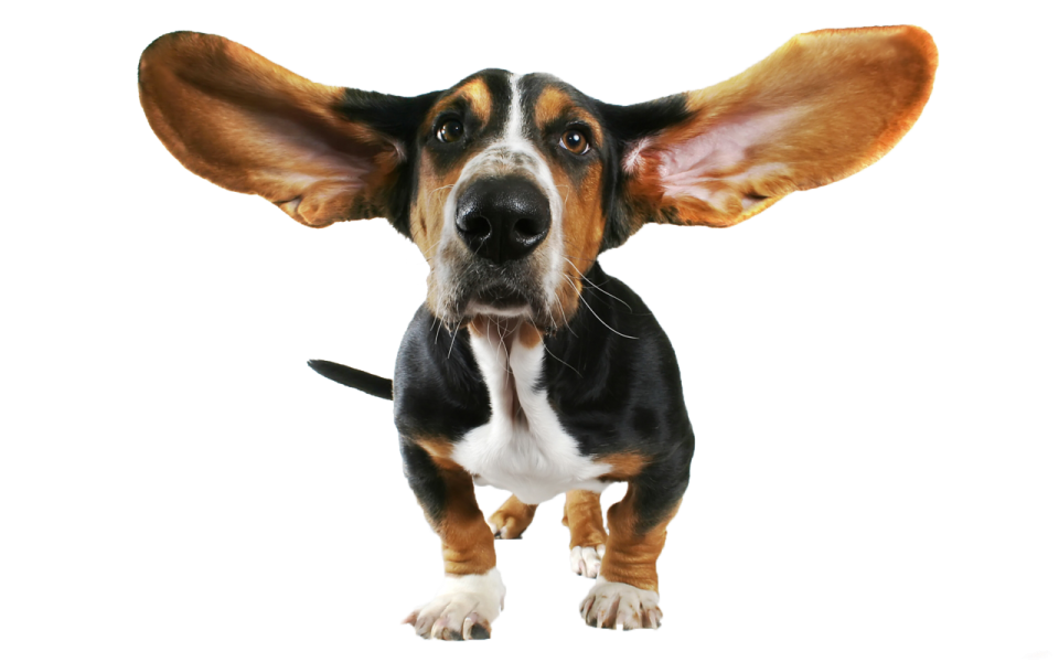 a black and brown dog with ears up