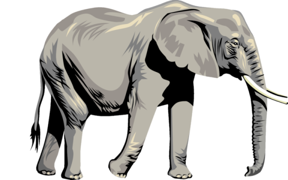 an elephant standing on a white background