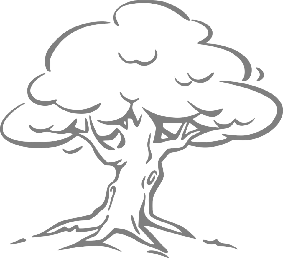 an oak tree with a white background