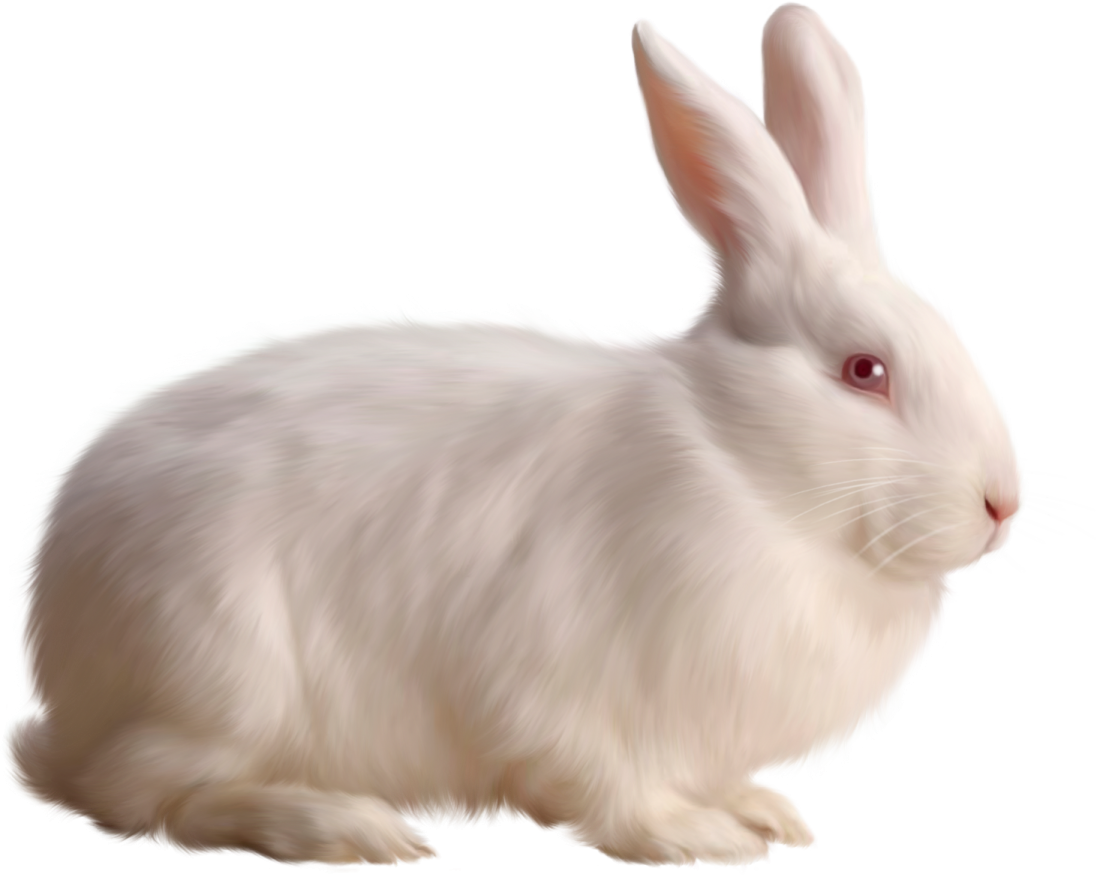 white rabbit on a white background