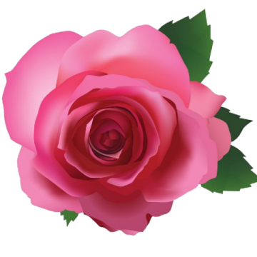 a pink rose on a white background