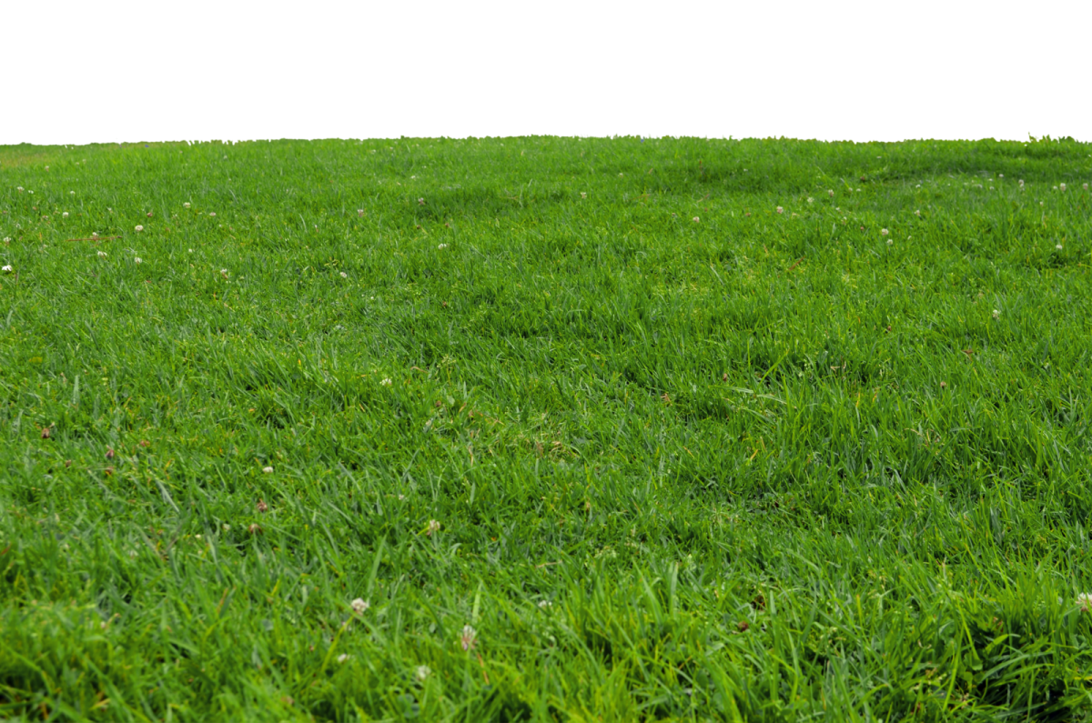 a green lawn with white flowers on it