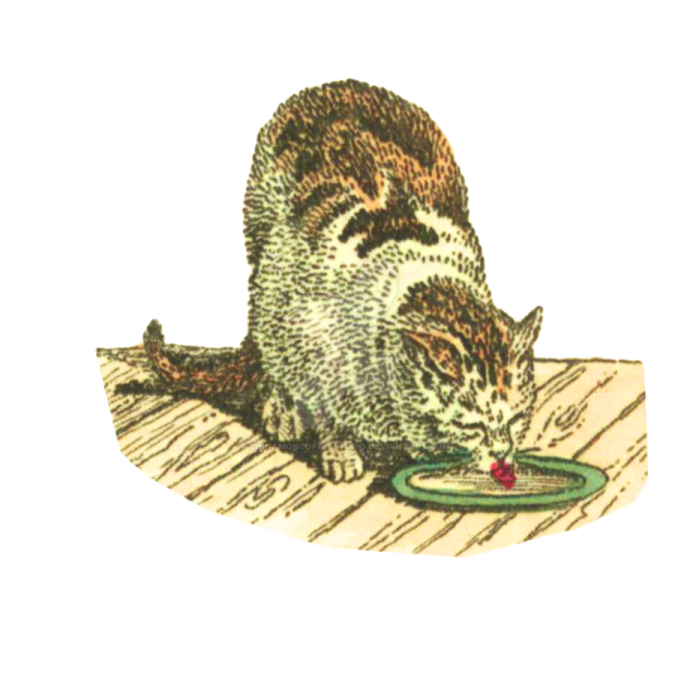a cat playing with a toy on the floor